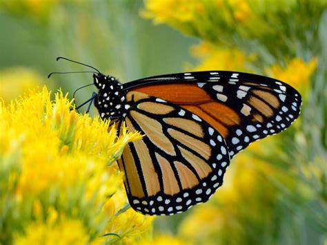 La mariposa monarca migratoria es ahora En peligro .